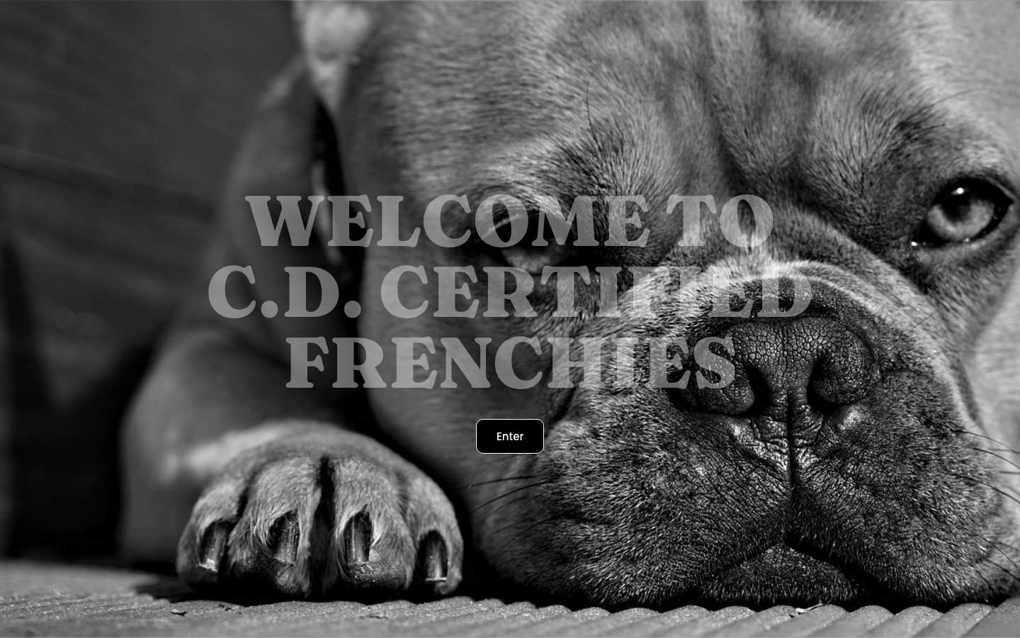 cdcertifiedfrenchies.com homepage screenshot